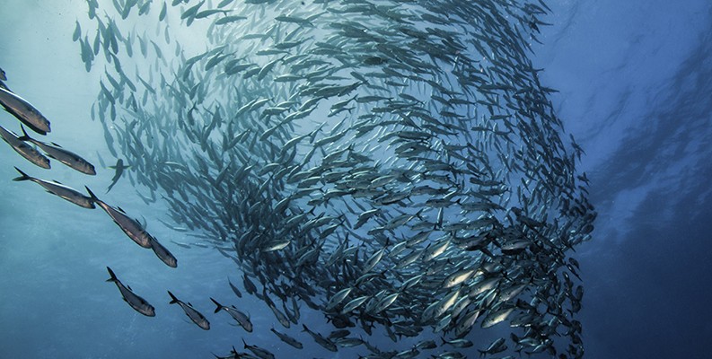 Swirl of Fish in the Ocean